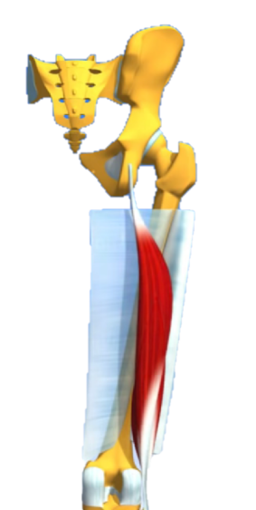 Le biceps fémoral en illustration anatomique