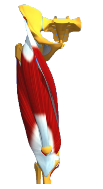 Les quadriceps en format anatomique avec le sartorius