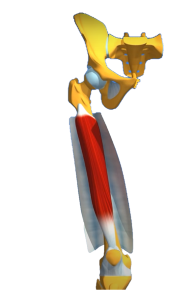 Le vaste intermédiaire du quadriceps