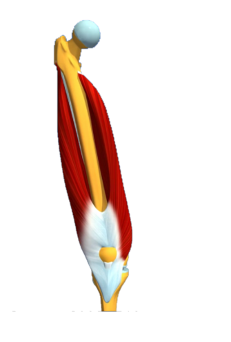 Le vaste interne et externe du quadriceps en représentation anatomique