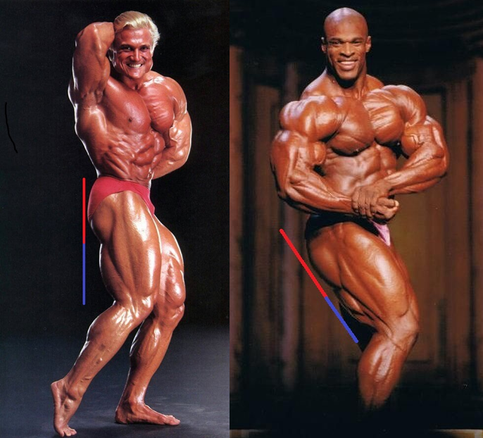 Longueur des fessiers et des ischio-jambiers entre Ronnie Coleman et Tom Platz