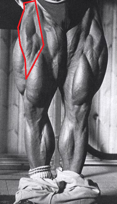 Le droit fémoral ou droit antérieur de Tom Platz