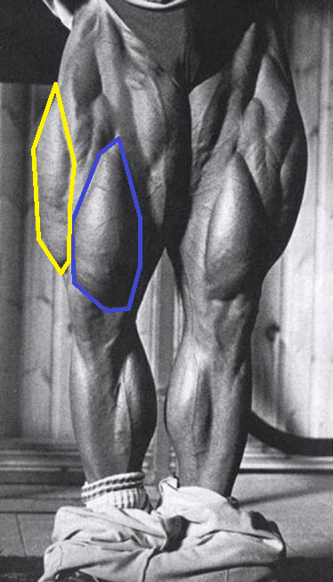 Les quadriceps de Tom Platz avec le vaste interne et externe