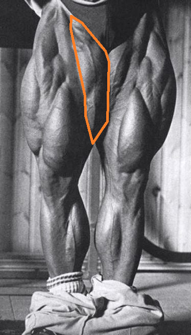 Les adducteurs de Tom Platz