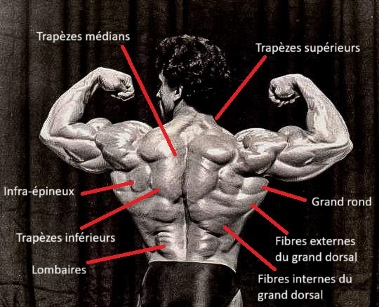 Musculation du dos efficace