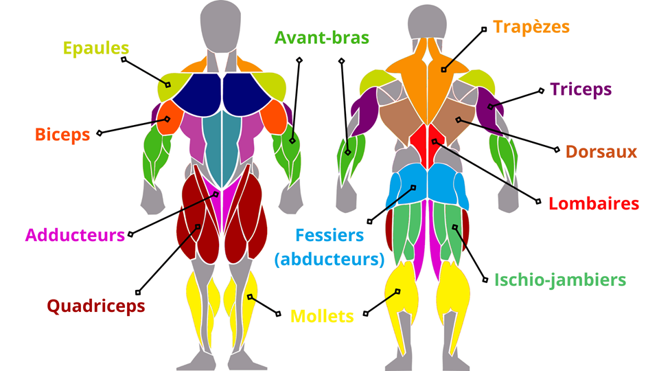 Articles des Programmes réalisés par Mathieu Coach sportif à Toulouse ValeoPerfomance