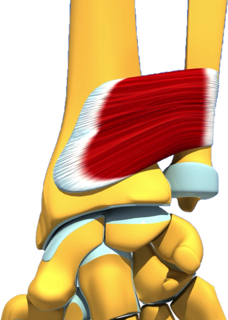 Carré pronateur anatomie muscle prono-supination