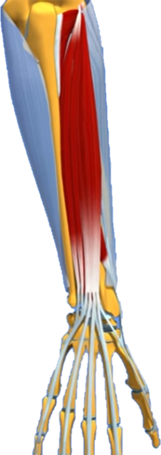 Loge postérieure de l'avant-bras muscle anatomie