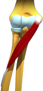 Rond pronateur anatomie muscle avant-bras