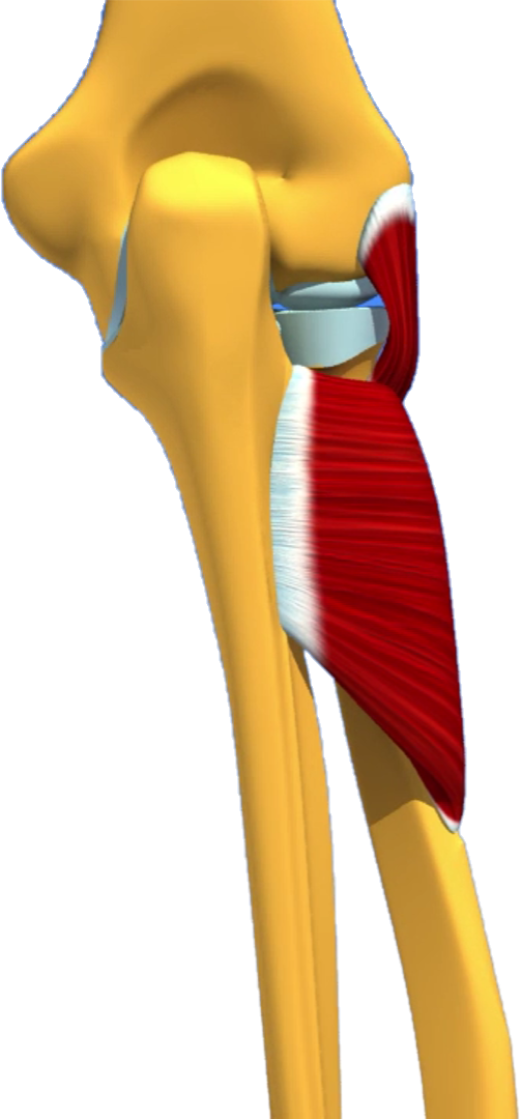 Muscle supinateur anatomie