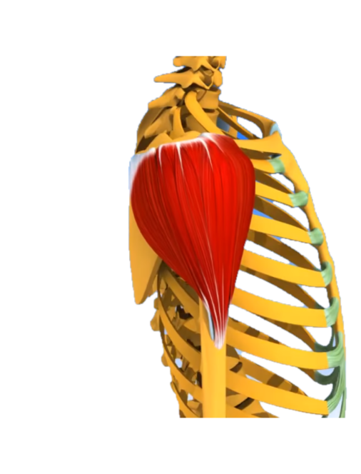 Deltoïdes muscles des épaules